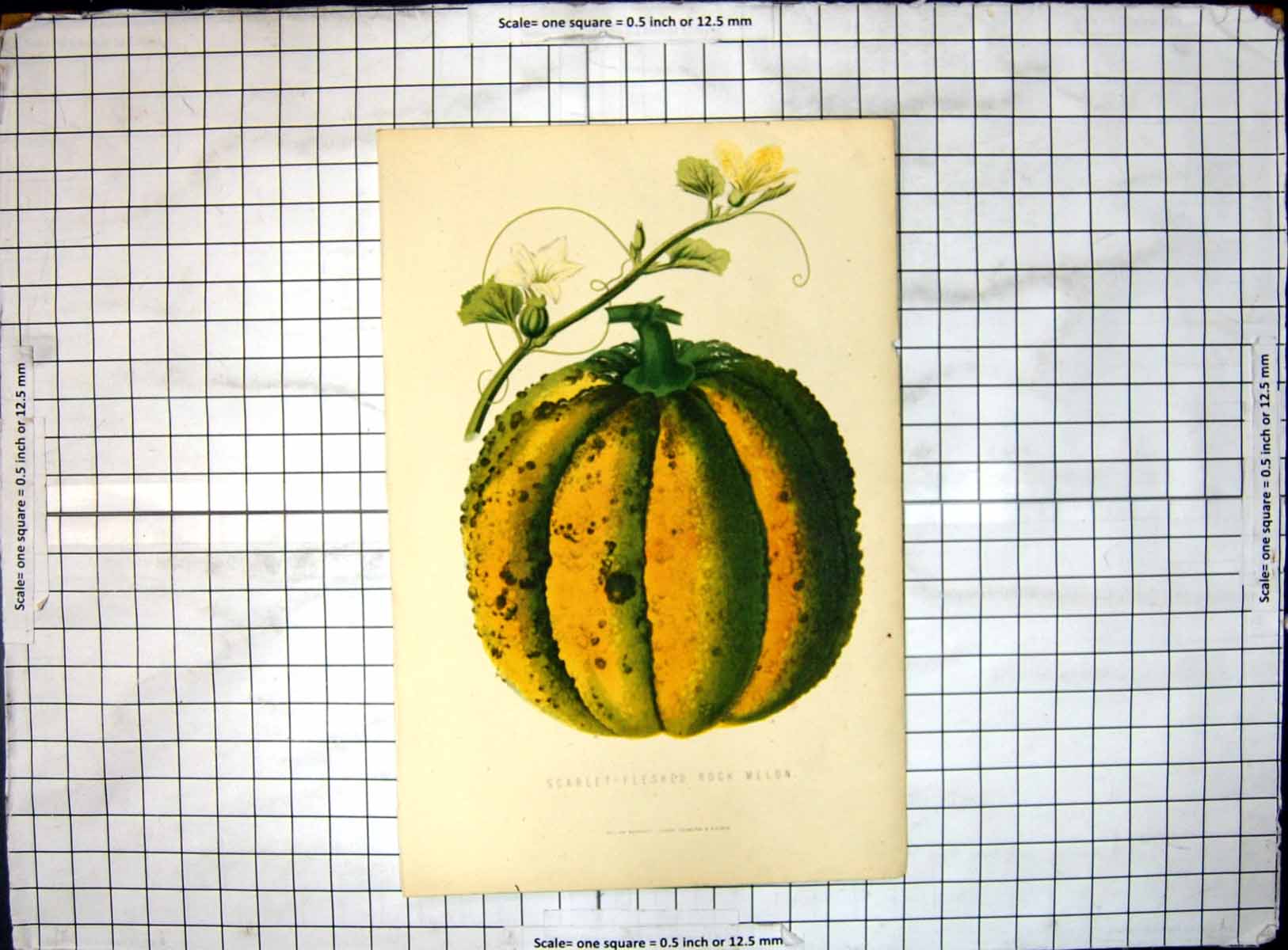 Original Old Antique Print Scarlet Fleshed Rock Melon