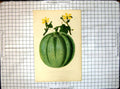 Original Old Antique Print Green Fleshed Melon