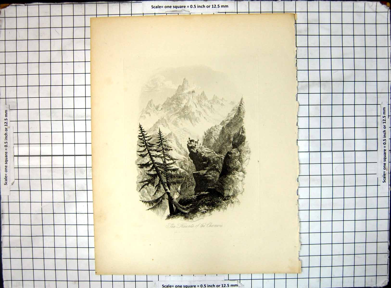 Original Old Antique Print Haunts Chamois Rocks Mountains Forest