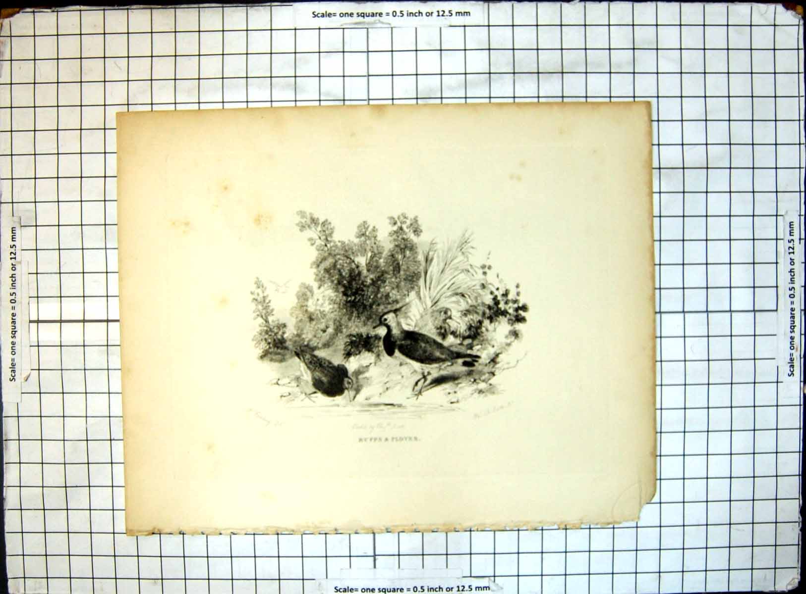 Original Old Antique Print Ruffs Plover N Feilding Etched Elizabeth Scott