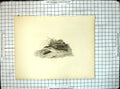 Original Old Antique Print Trout Lying River Bank