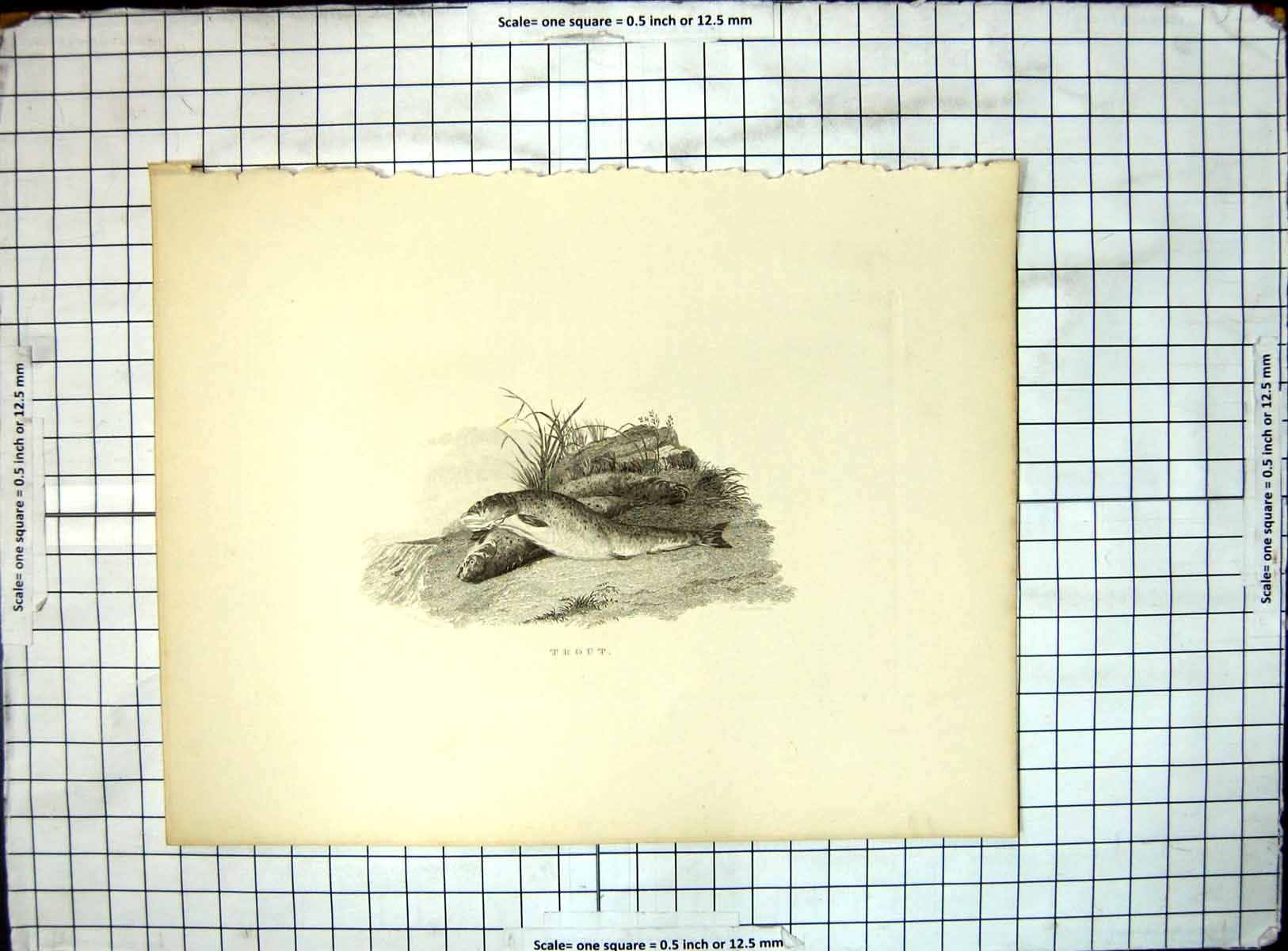 Original Old Antique Print Trout Lying River Bank