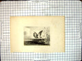 Original Old Antique Print The Bittern Marshes