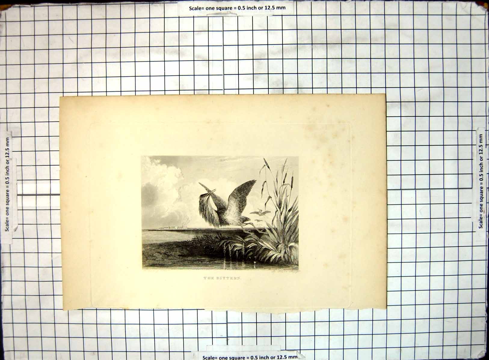 Original Old Antique Print The Bittern Marshes