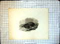 Original Old Antique Print Red Grouse
