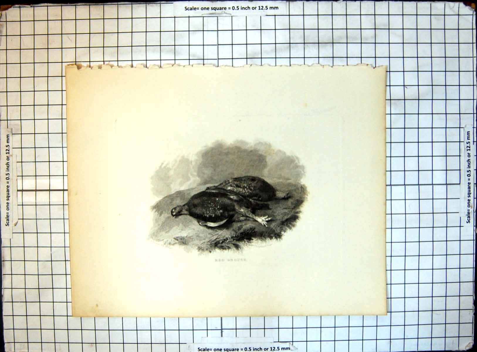 Original Old Antique Print Red Grouse