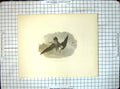 Original Old Antique Print The Dying Woodcocka Cooper R Ging