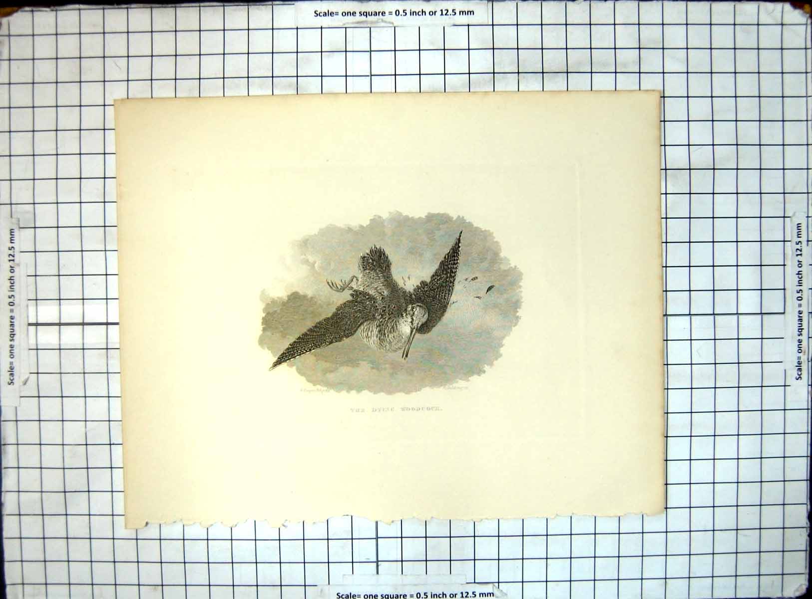 Original Old Antique Print The Dying Woodcocka Cooper R Ging