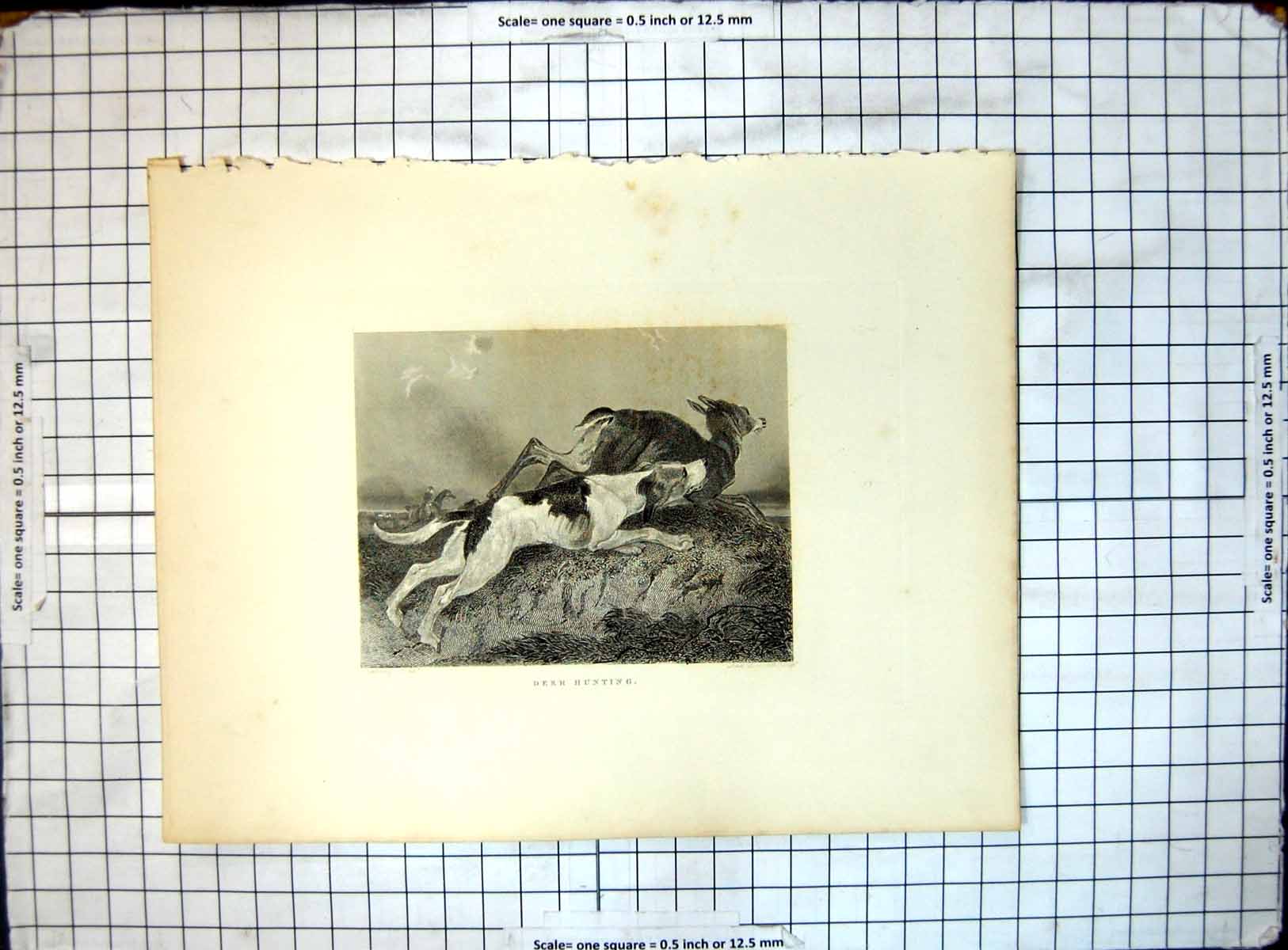 Original Old Antique Print Deer Hunting Horse Hound