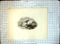 Original Old Antique Print Ptarmigan A Cooper J Engleheart
