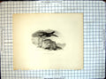 Original Old Antique Print Black-Cock A Cooper R Parr