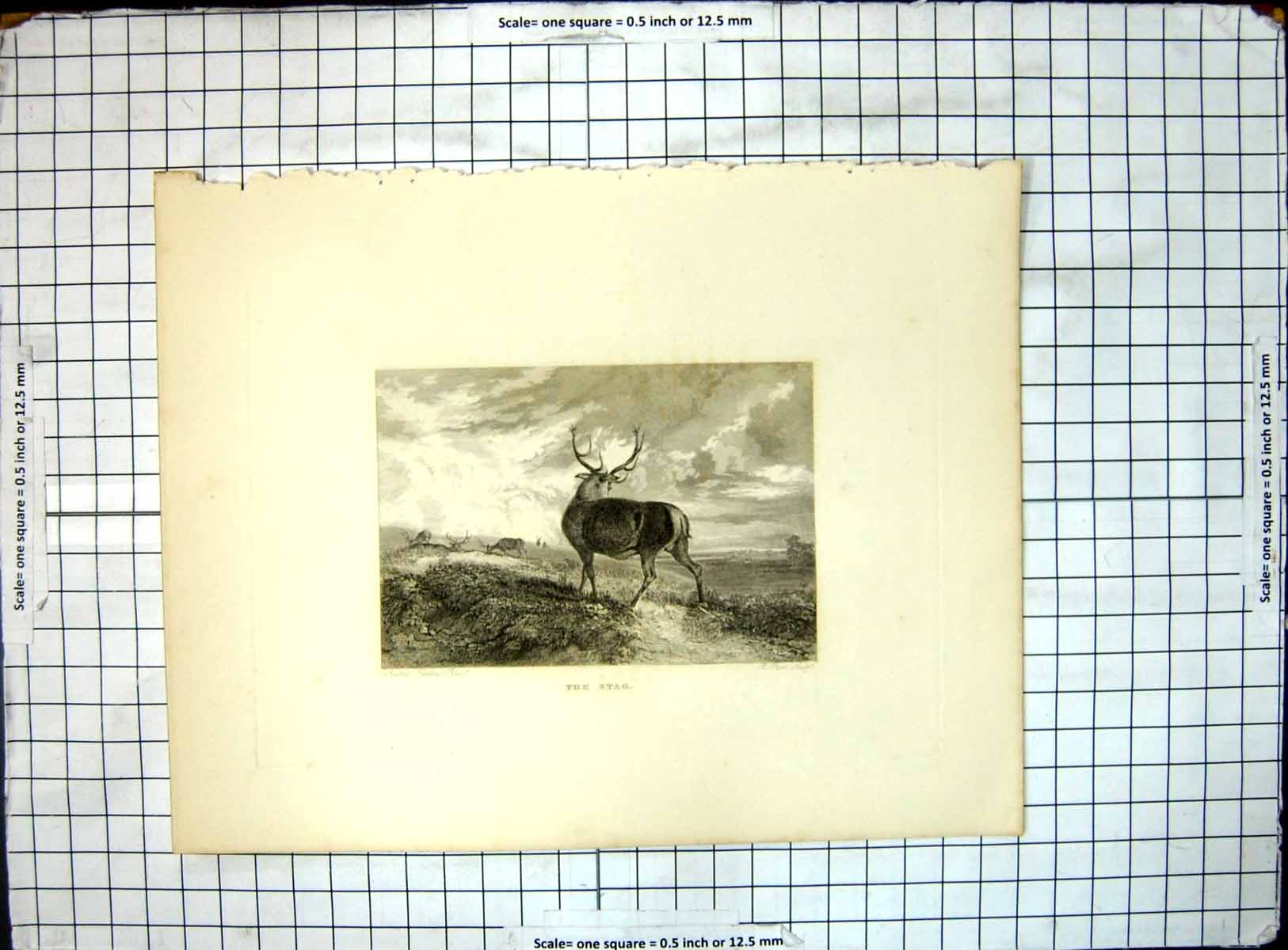 Original Old Antique Print The Stag Newton Fielding R Parr