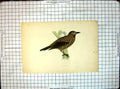 Original Old Antique Print Picture Bird Nutcracker