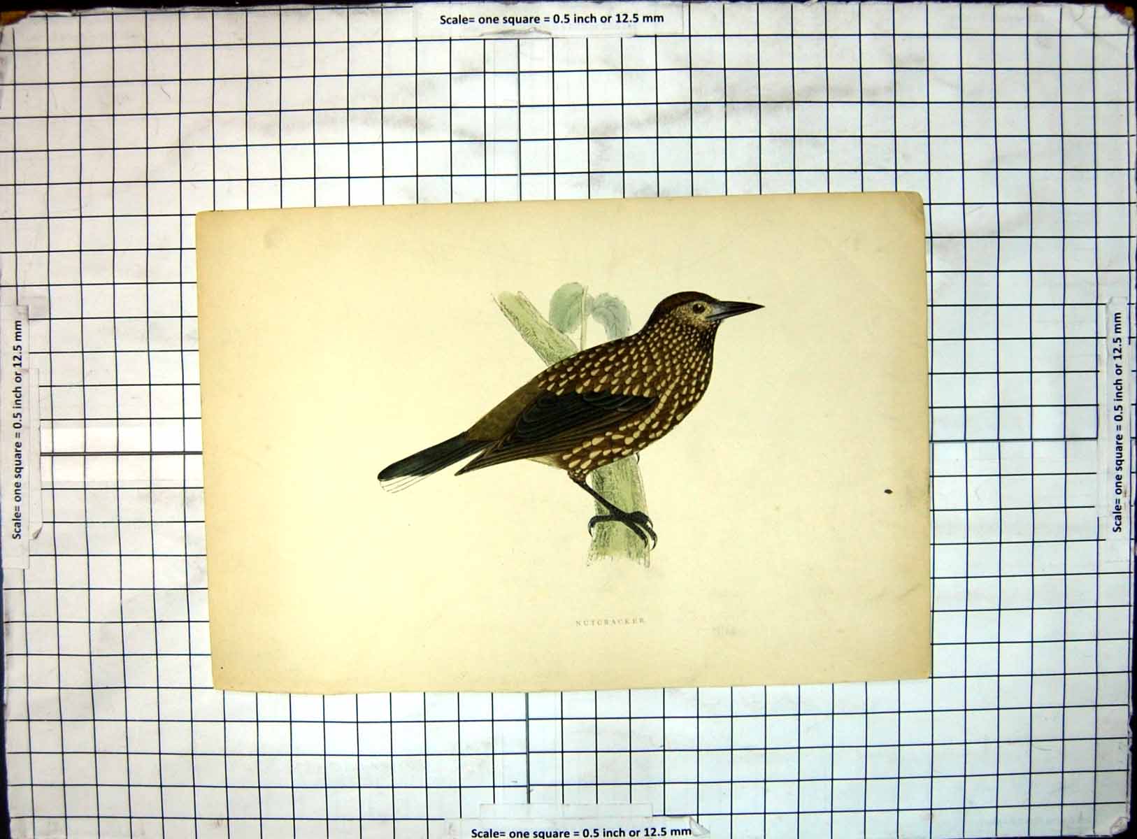 Original Old Antique Print Picture Bird Nutcracker