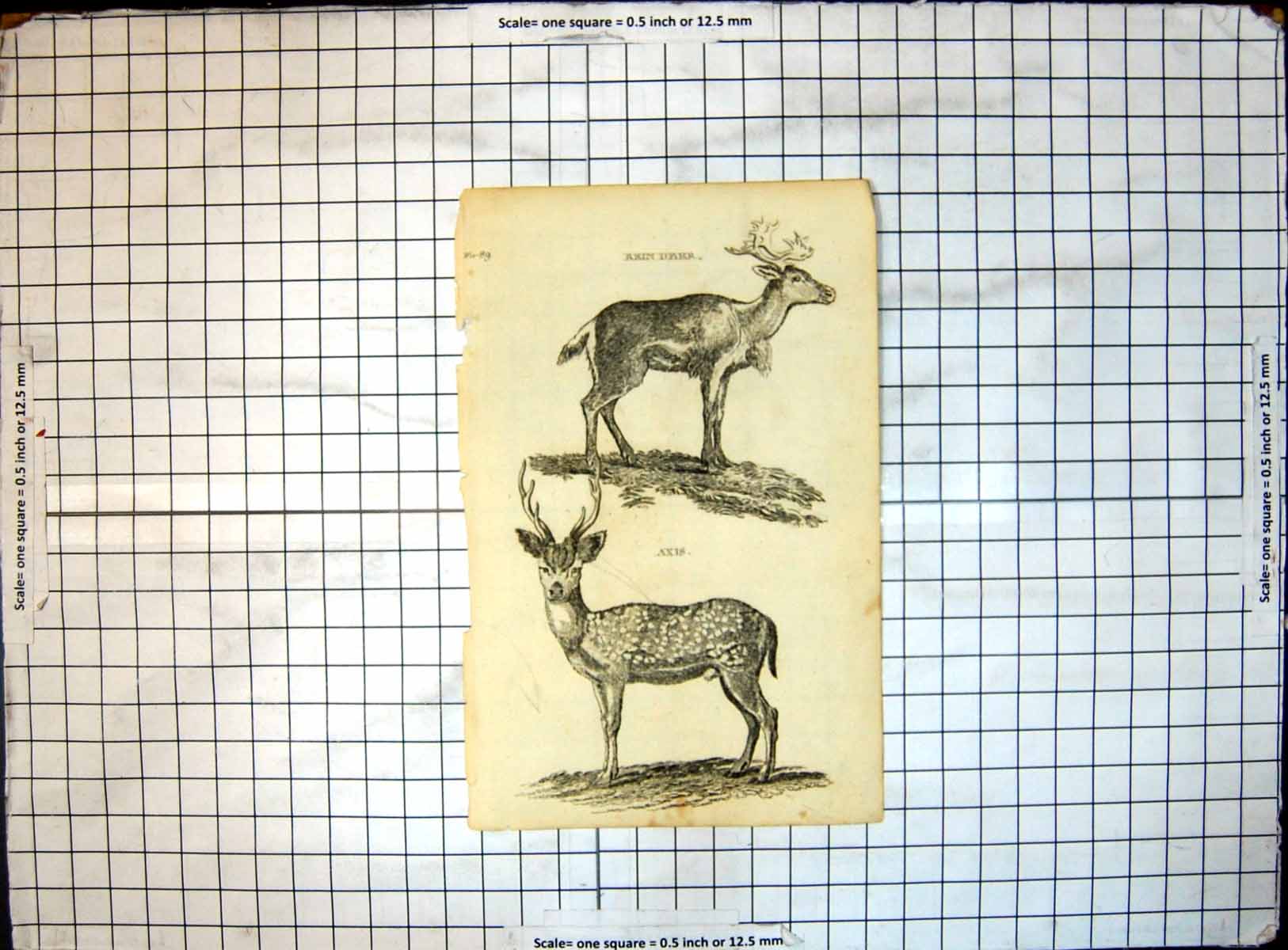 Original Old Antique Print Reindeer Axis