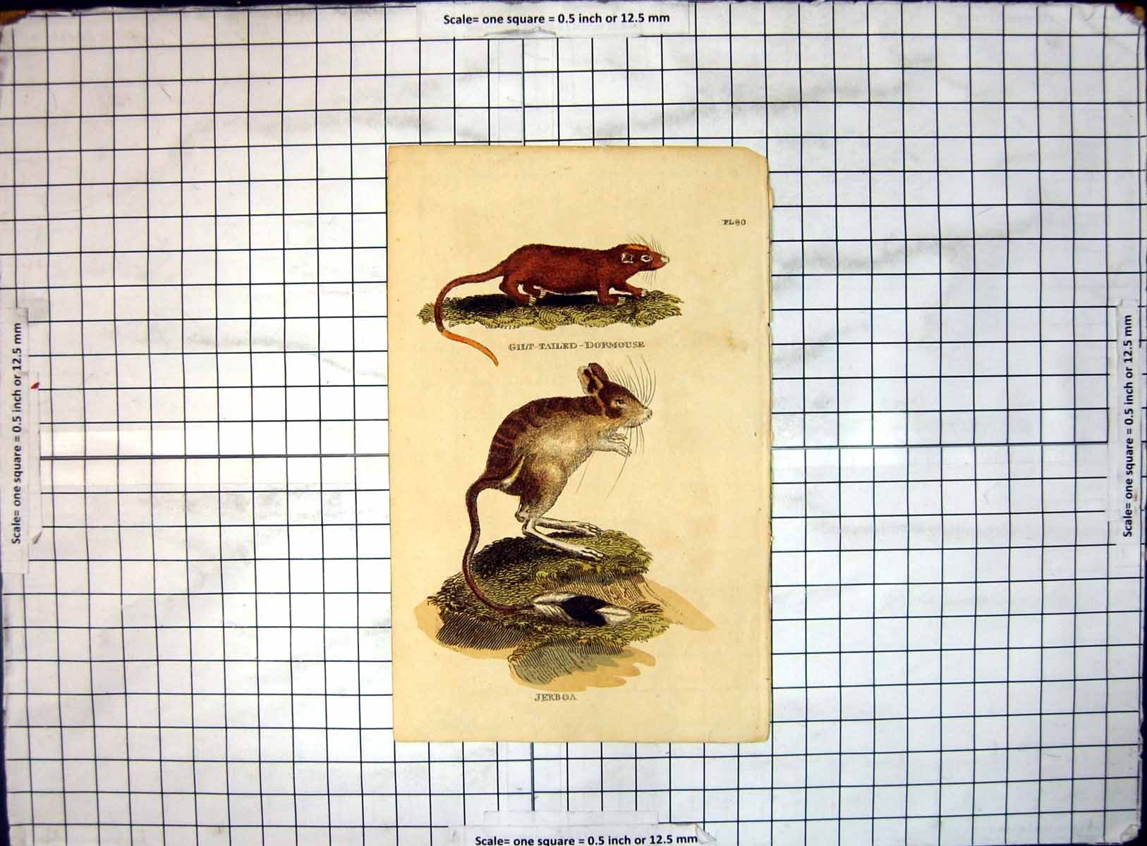 Original Old Antique Print Gilt Tailed Dormouse Jerboa