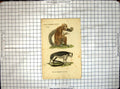 Original Old Antique Print Long Fingered Lemur Heart Marked Lemur