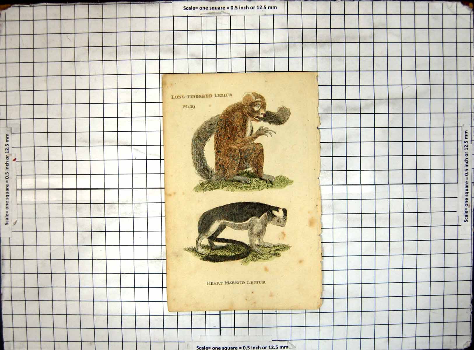 Original Old Antique Print Long Fingered Lemur Heart Marked Lemur