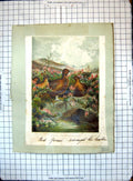 Old Print Red Grouse Amongst Heather Comanchees Carrying Off Captive Girl
