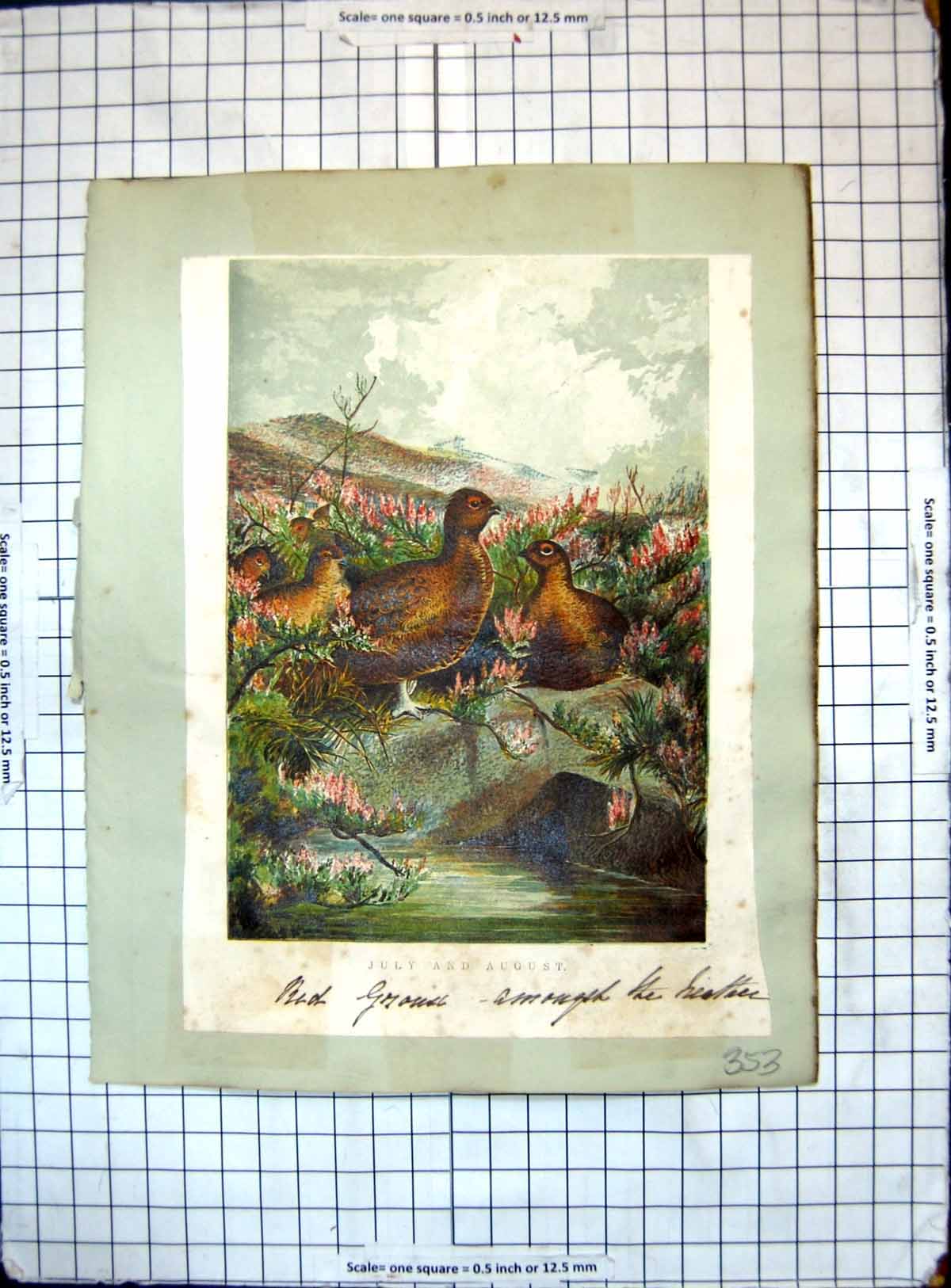 Old Print Red Grouse Amongst Heather Comanchees Carrying Off Captive Girl