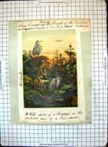 Old Print Heronnry Secluded Part Pine Forest Woodpecker Geese Eagle Duck