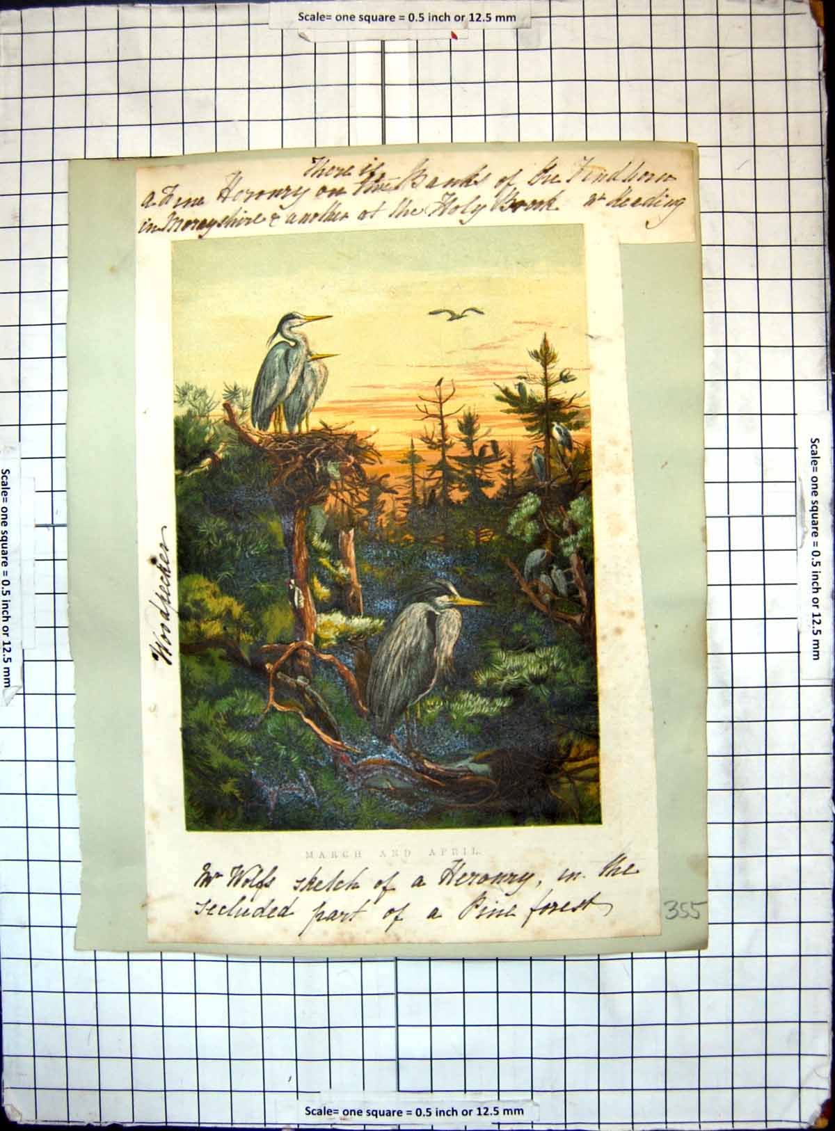 Old Print Heronnry Secluded Part Pine Forest Woodpecker Geese Eagle Duck
