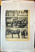 Antique Old Print Stallions Horses Tails Manes Loose Braided Stableman Yard