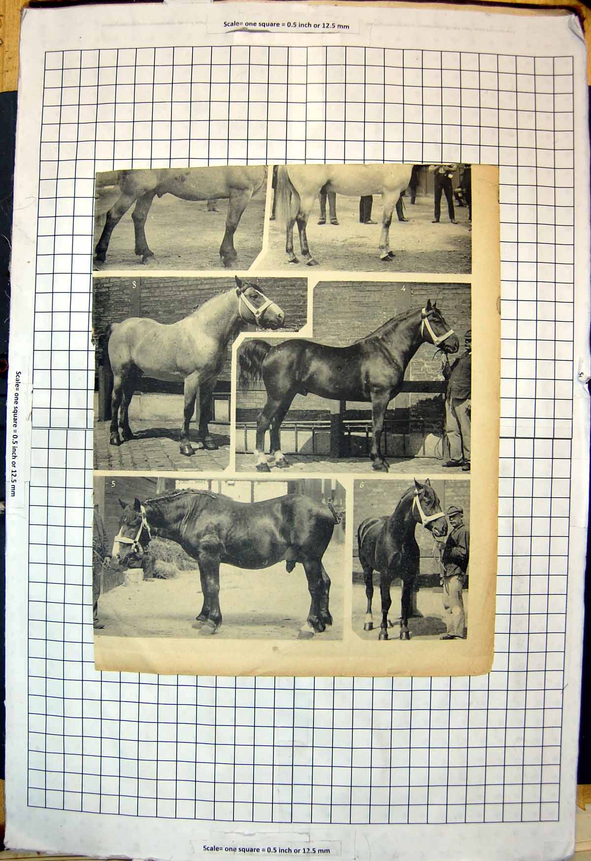 Antique Old Print Stallions Horses Tails Manes Loose Braided Stableman Yard