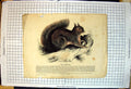 Antique Old Print Squirrel Appears Watercoloured Branch Acorn Text Whimper 19th