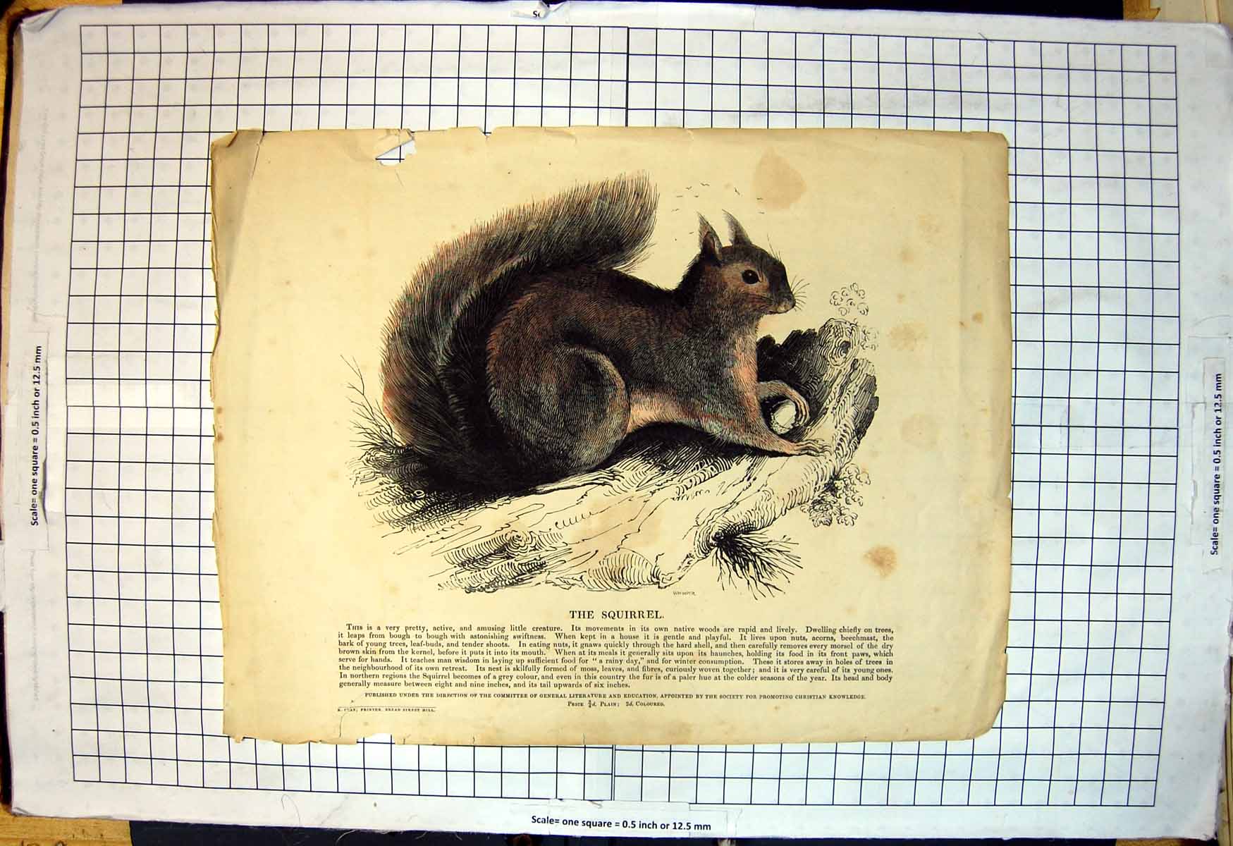 Antique Old Print Squirrel Appears Watercoloured Branch Acorn Text Whimper 19th
