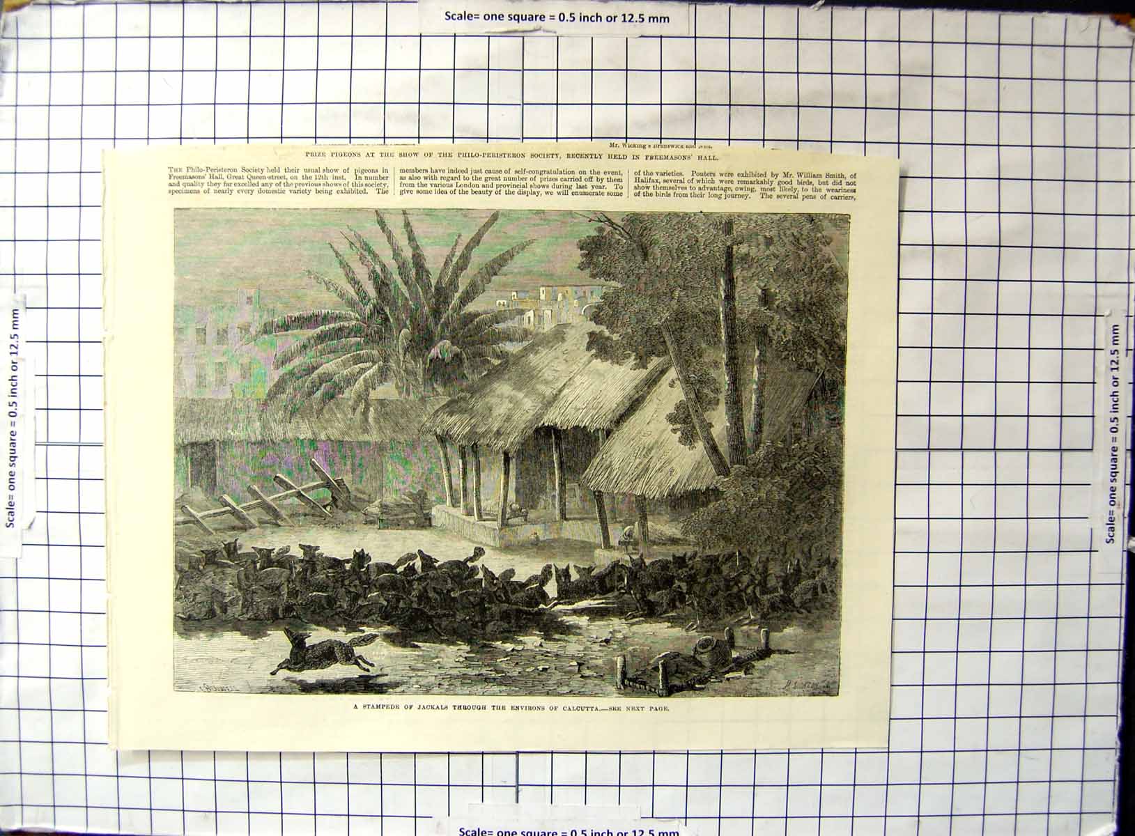 Original Old Antique Print Stampede Jackals Through Environs Calcutta