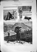 Old Misery Ireland Search Seaweed Killery Coast Pig Transport Peats 1880 19th