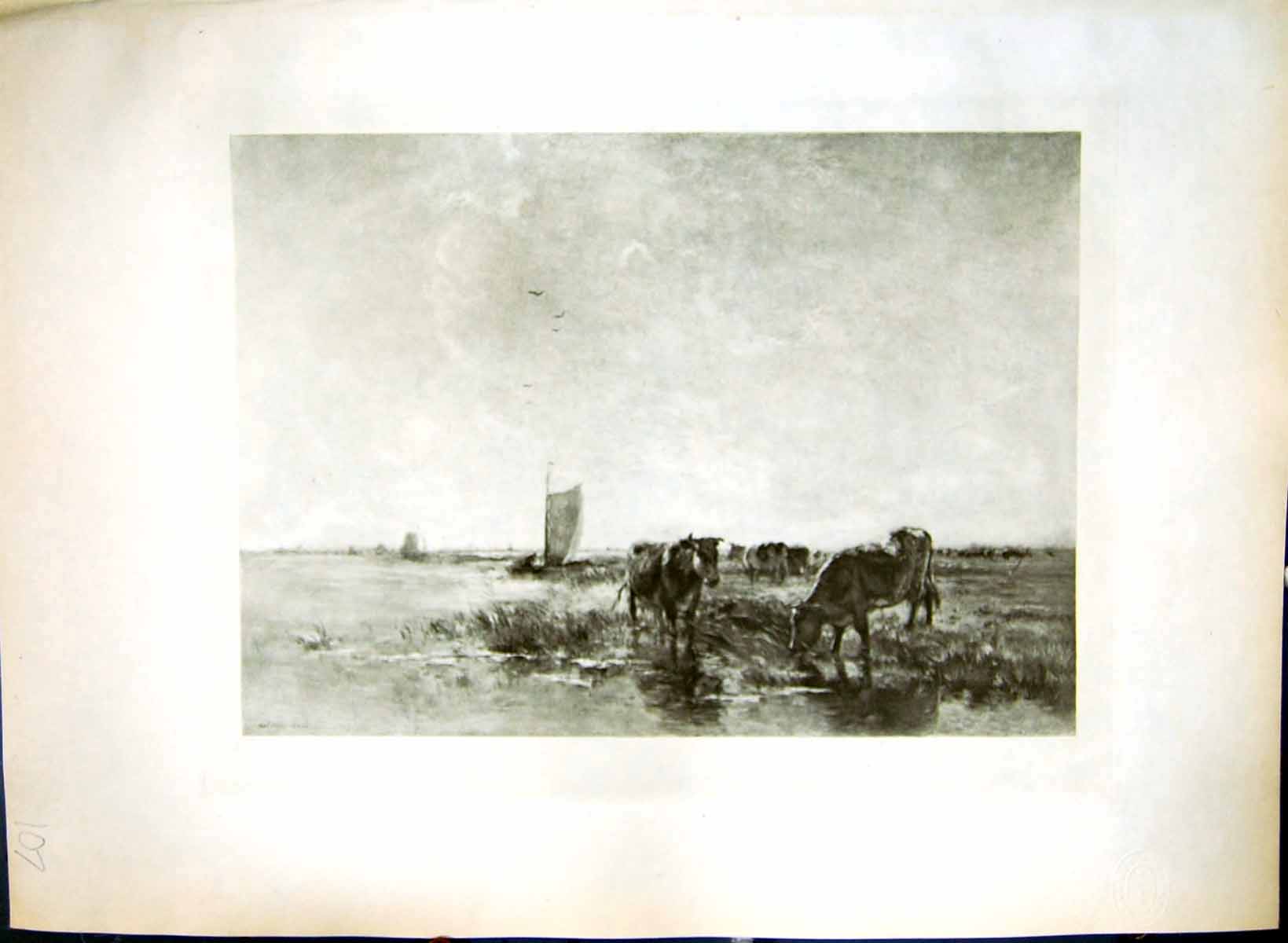 Antique Old Print Sunny Pastures Drinking Cattle Willem Maris Born Hague 1844