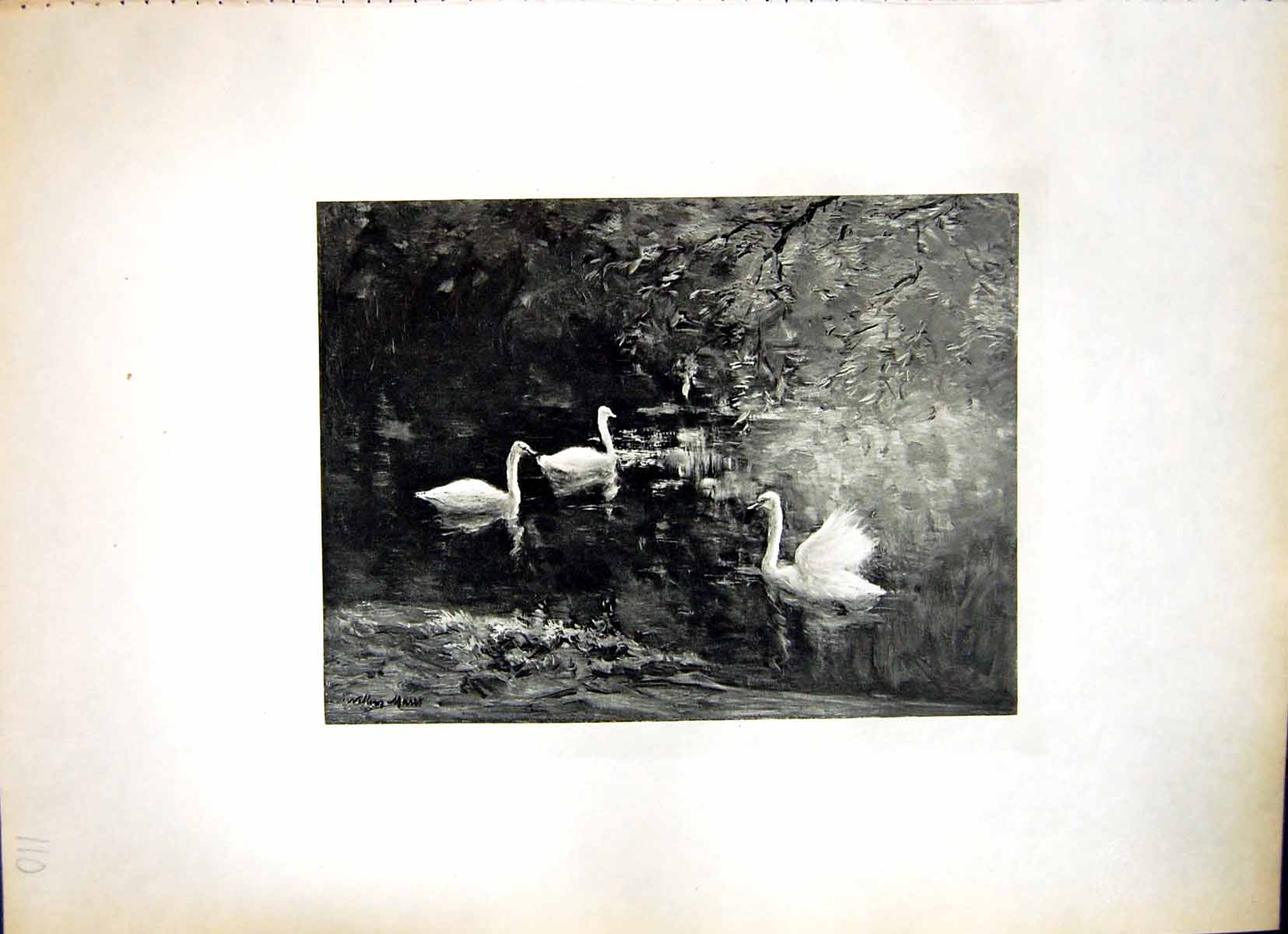 Old The Swans Willem Maris Three Birds One Ruffling Wing Feathers 110J