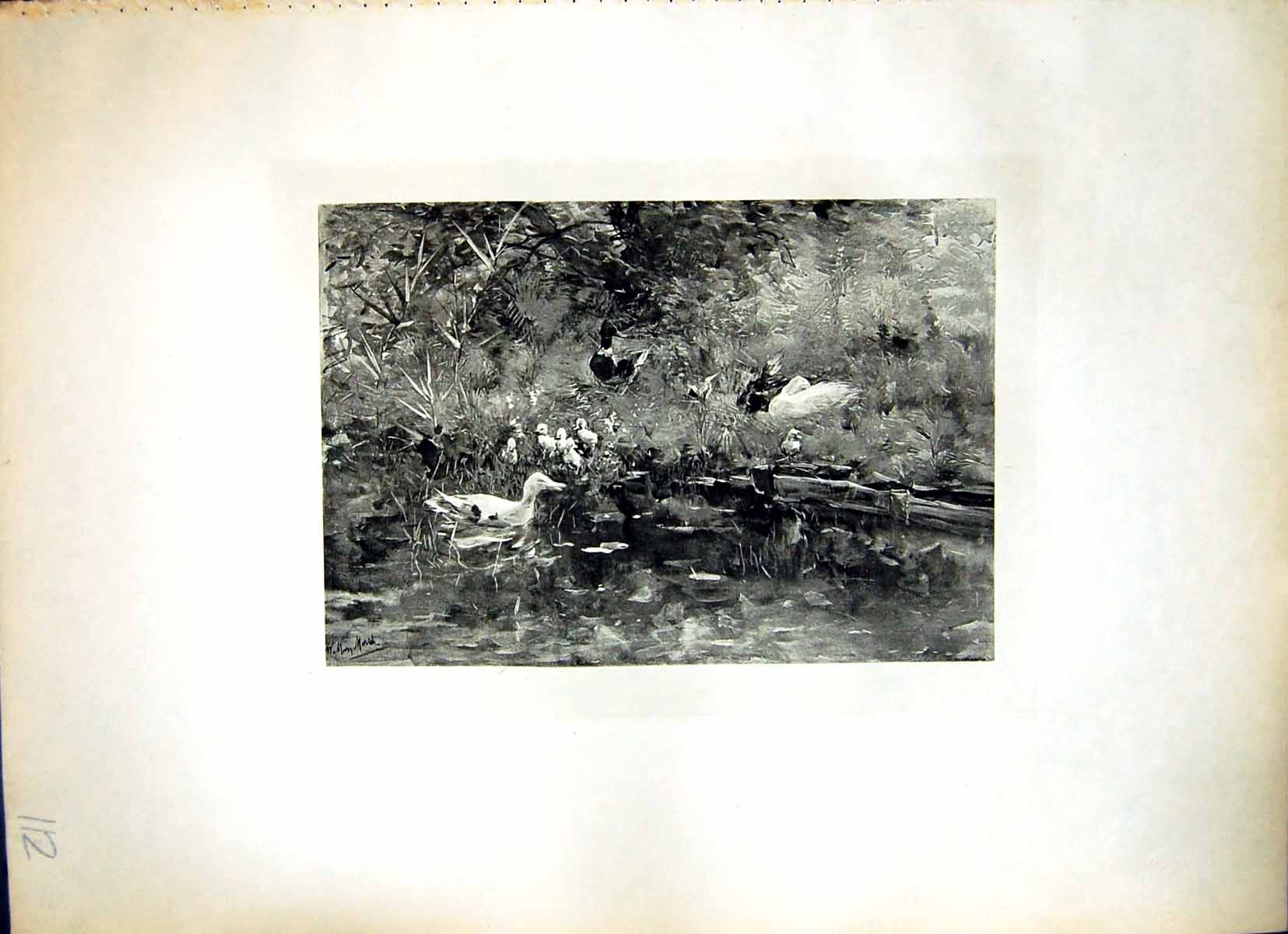 Old Ducks In Meadow Willem Maris Drake Ducklings Waterside Foliage 112J