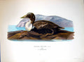 Original Old Antique Print Somateria Mollissima Eider