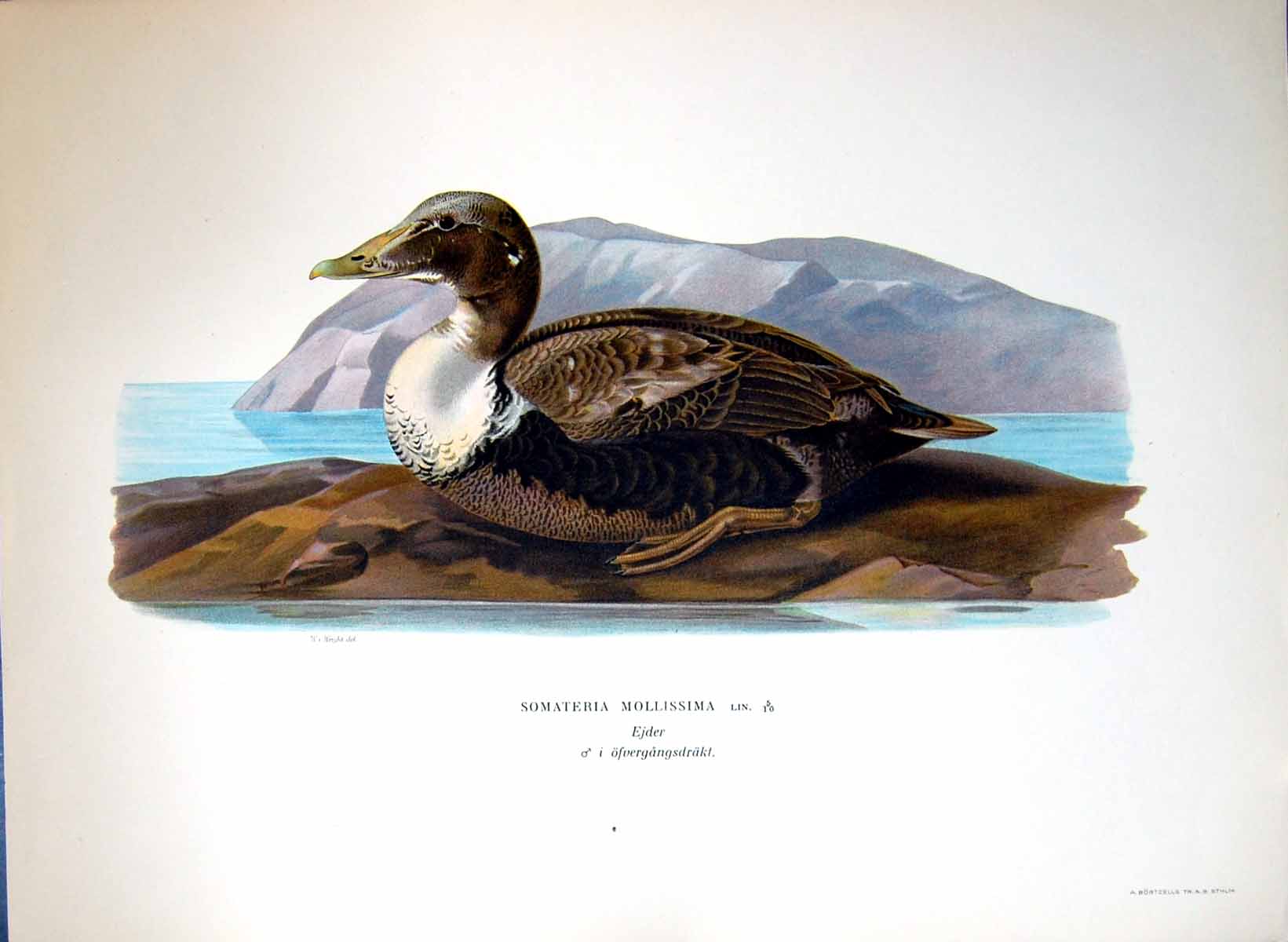 Original Old Antique Print Somateria Mollissima Eider