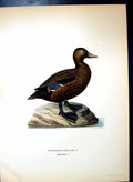 Original Old Antique Print Eniconetta Stelleri Checked Duck