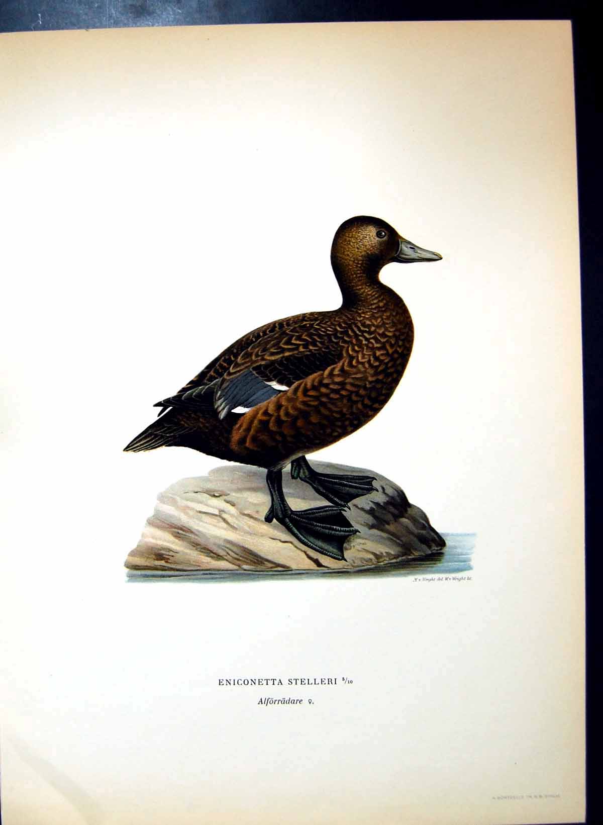 Original Old Antique Print Eniconetta Stelleri Checked Duck