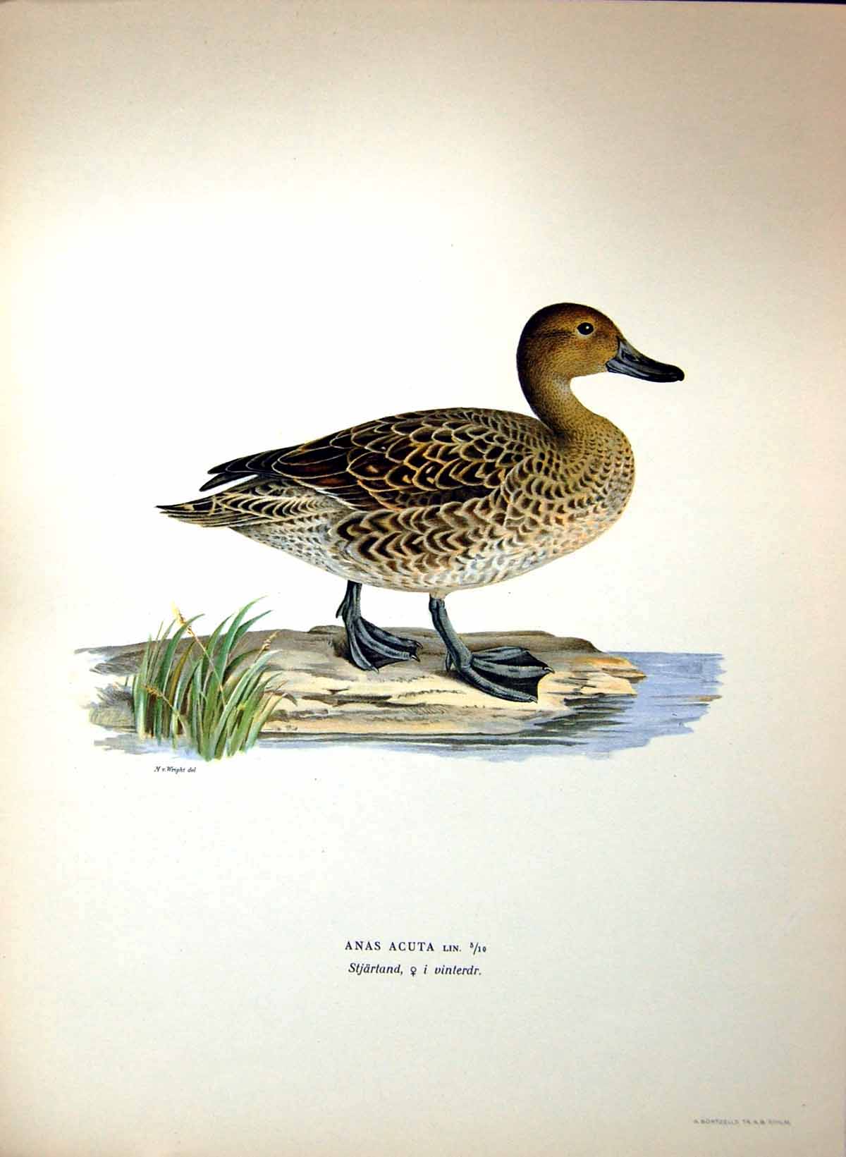 Original Old Antique Print Anas Acuta Pointed Duck