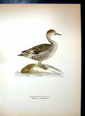 Original Old Antique Print Anas Dafila Acuta Pintailed Female Duck