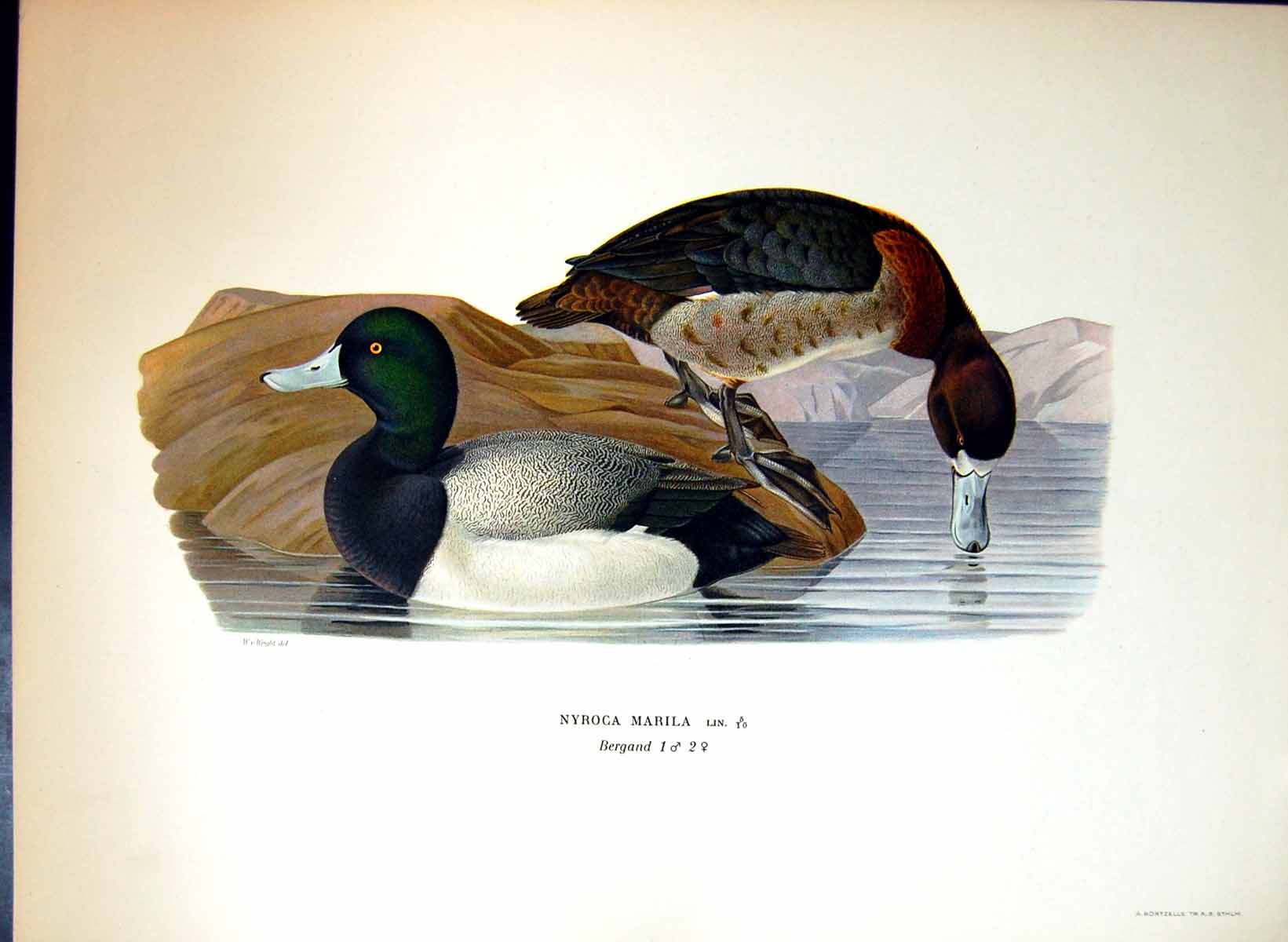 Original Old Antique Print Nyroca Marila Great Scaup Ducks
