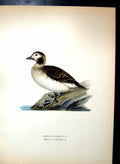 Original Old Antique Print Harelda Hyemalis Ice Duck