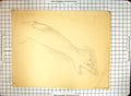 Antique Old Print Black And White Sketch Helen Mckie Drawing Arm Hand Fingers