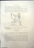 Antique Print Daimler Exhaust Pressure System Petrol Albion Lubricator 1908