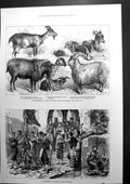 Antique Print A Monetenegrin Wedding Goats Exhibited Alexandra Palace 1880 19th