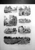 Antique Print The Cultivation Tobacco In Sumatra Malay Native Village 1890 19th