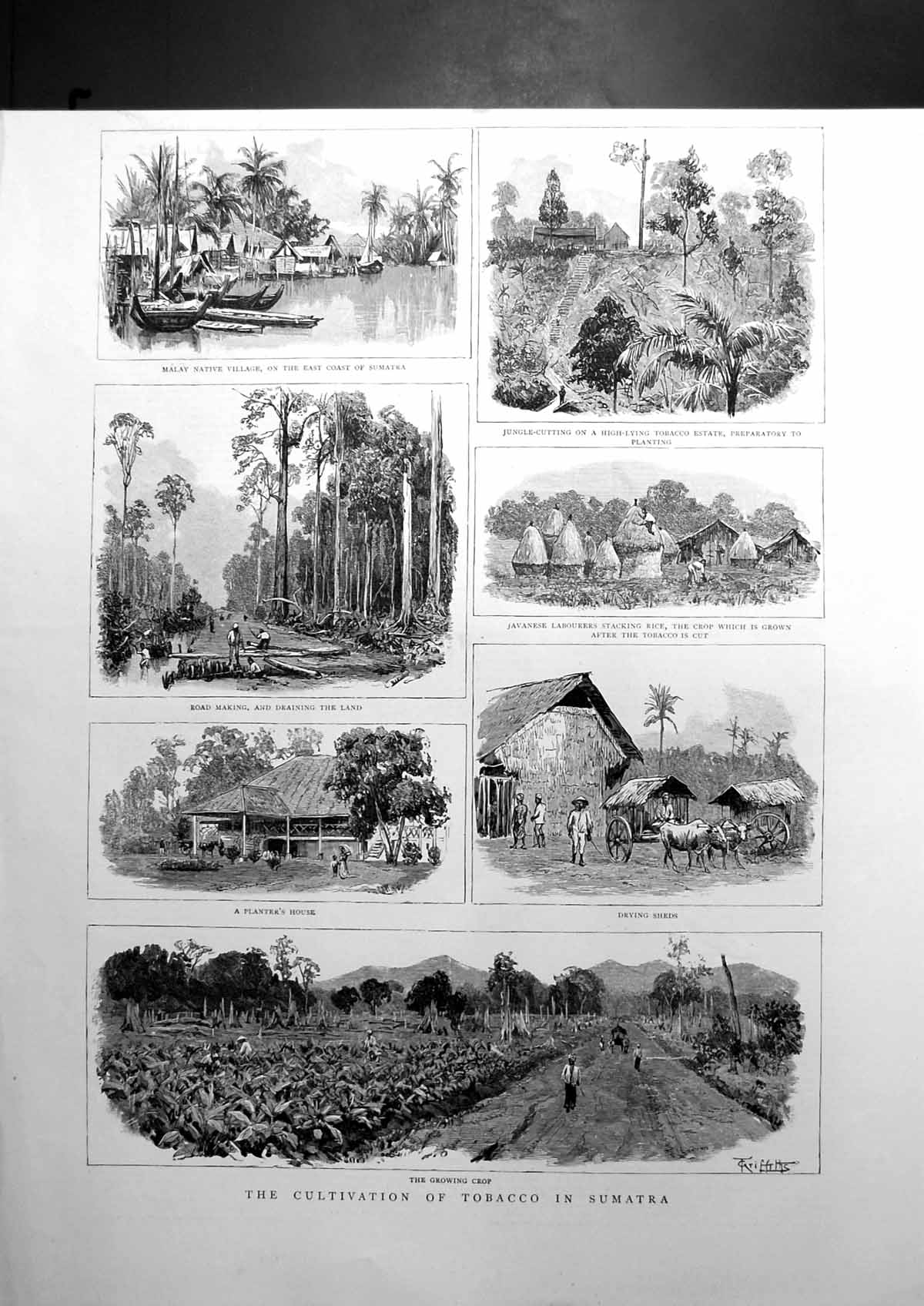 Antique Print The Cultivation Tobacco In Sumatra Malay Native Village 1890 19th