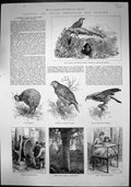 Old Colonial Exhibition New Zealand Tuatara Mutton Birds Karapo 1886 Victorian