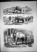 Old Print Burmah Elephants Work Moving Timber Sacred White Elephant 1885 19th